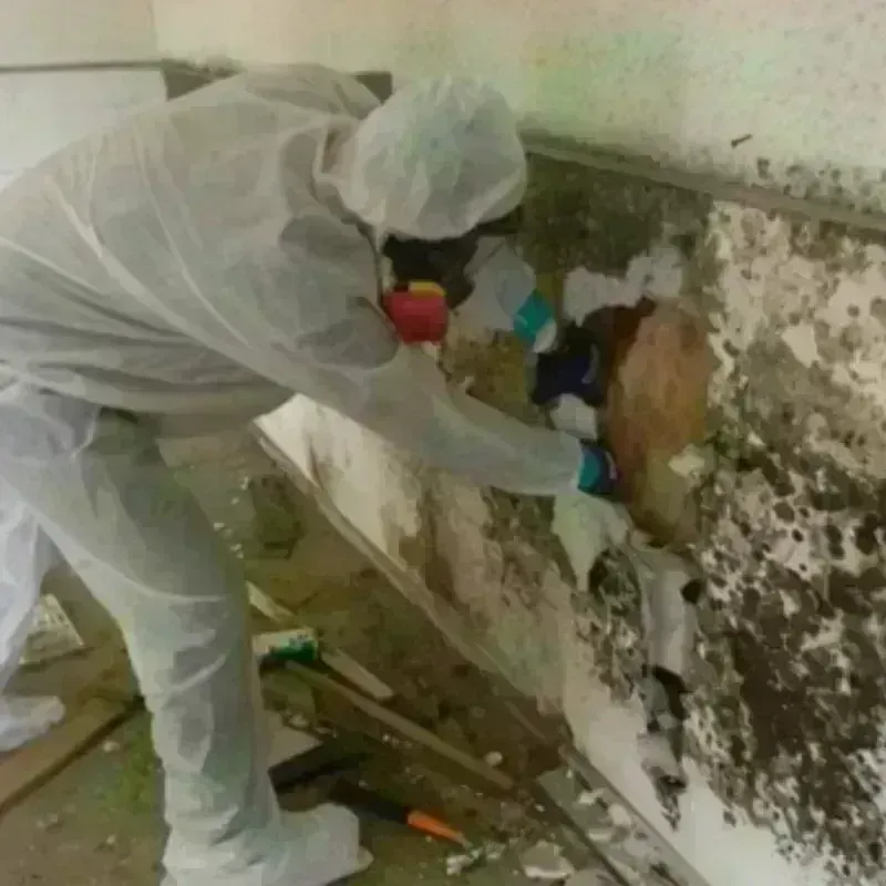 Mold Remediation and Removal in Red Bud, IL